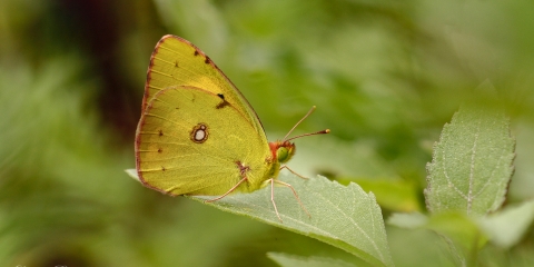 Sarı Azamet (Colias crocea)