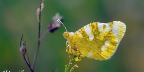 Zegris (Zegris eupheme)