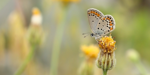 Lycaenidae / Doğulu Esmergöz / / Plebejus carmon