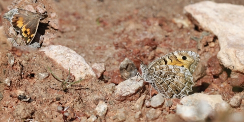 Step Cadısı (Chazara anthe)