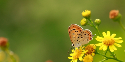 Küçük Ateşgüzeli (Lycaena thersamon)