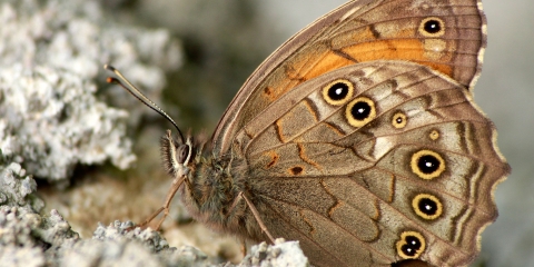 Ağaç Esmeri (Kirinia roxelana)