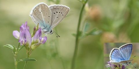 Çokgözlü Ağrı Mavisi (Polyommatus vanensis)