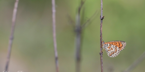 Amannisa (Melitaea athalia)