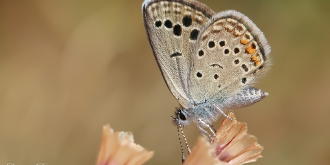 Anadolu Turanmavisi (Turanana endymion)