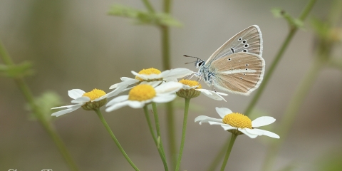 Çokgözlü Damonmavisi (Polyommatus damon)