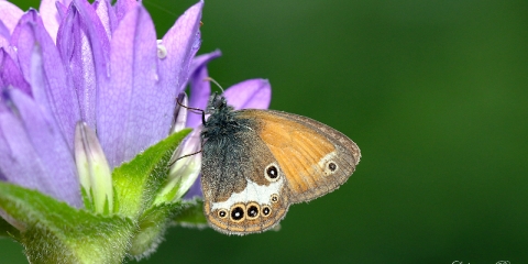 Funda Zıpzıp Perisi (Coenonympha arcania)