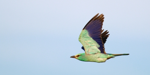 Gökkuzgun (Coracias garrulus)