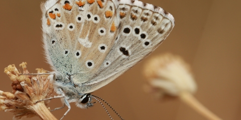 Çokgözlü Gökmavisi (Polyommatus bellargus)