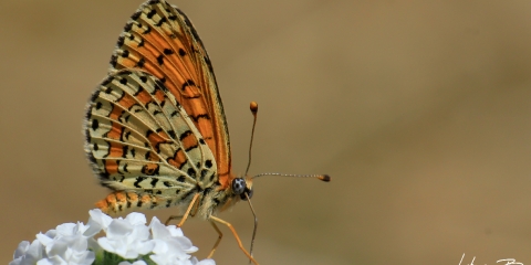 Güzel İparhan (Melitaea trivia)