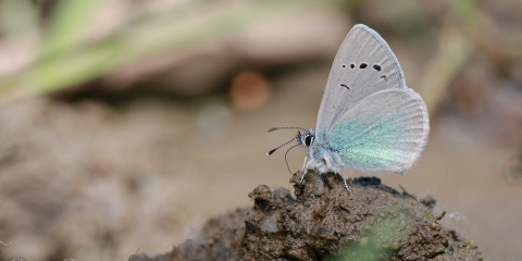 Karagözmavisi (Glaucopsyche alexis)