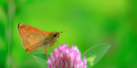 Orman Zıpzıpı (Ochlodes venatus)