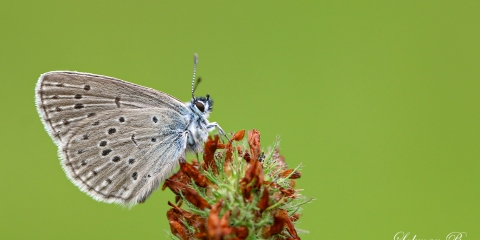 Rebel'in Korubenisi (Phengaris rebeli)