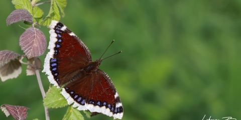 Sarı Bandlı Kadife (Nymphalis antiopa)