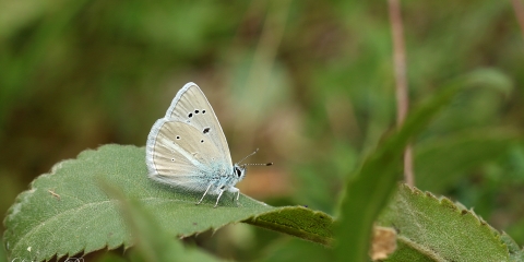 Tanker'in Çokgözlüsü (Polyommatus tankeri)