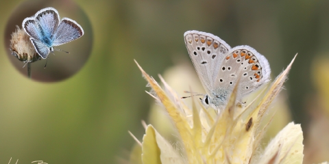 Torul Çokgözlüsü (Polyommatus torulensis)