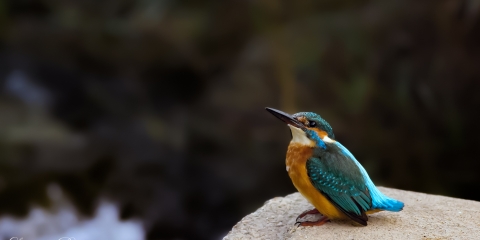 Yalıçapkını (Alcedo atthis)