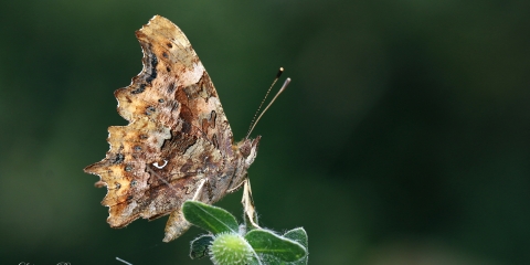 Yırtık Pırtık (Polygonia c-album)