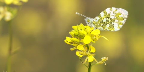 Turuncu Süslü (Anthocharis cardamines)