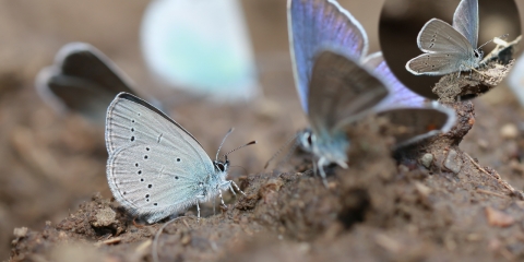 Minik Kupid (Cupido minimus)