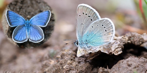 Çokgözlü Rusmavisi (Polyommatus coelestina)