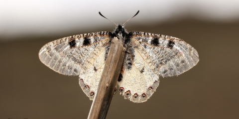 Yalancı Apollo (Archon apollinus)