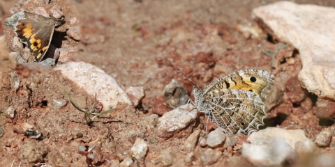 Stepcadısı (Chazara anthe)