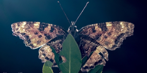 Karaağaç Nimfalisi (Nymphalis polychloros)