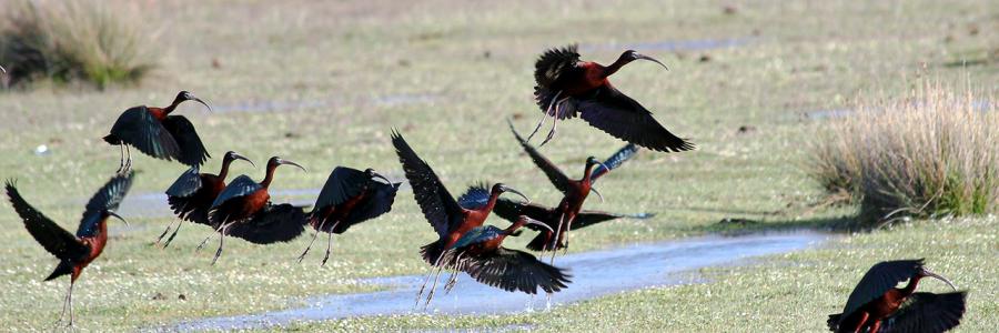 Çeltikçi (Glossy Ibis)