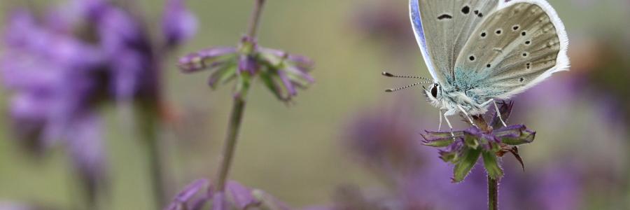 Putnam'ın Çokgözlüsü (Polyommatus putnami)