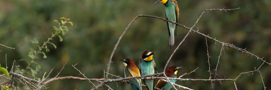 Arıkuşu » European Bee-eater » Merops apiaster