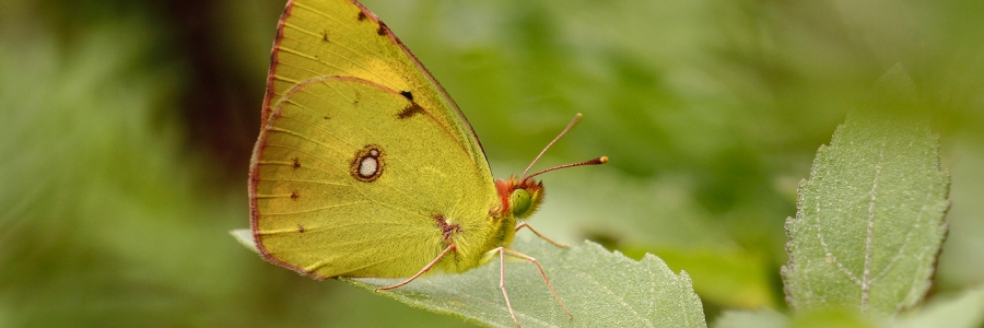 Sarı Azamet (Colias crocea)