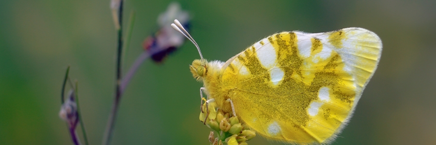 Zegris (Zegris eupheme)