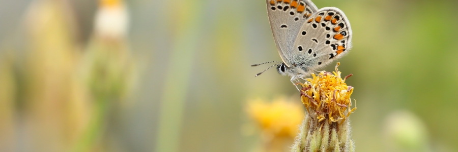 Lycaenidae / Doğulu Esmergöz / / Plebejus carmon