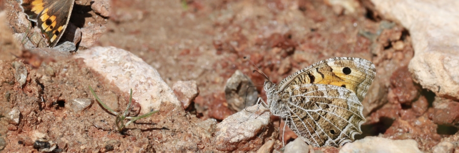 Step Cadısı (Chazara anthe)