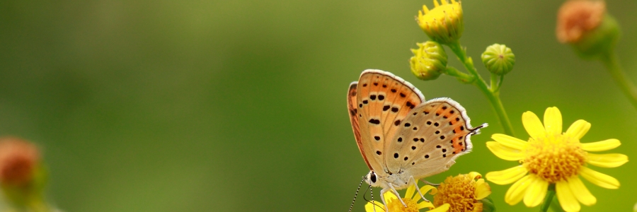 Küçük Ateşgüzeli (Lycaena thersamon)