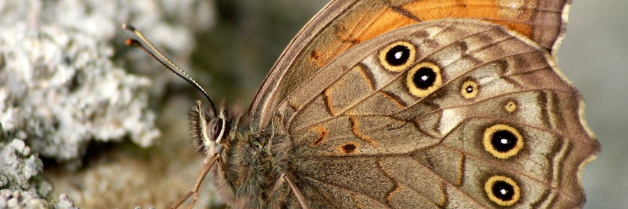 Ağaç Esmeri (Kirinia roxelana)