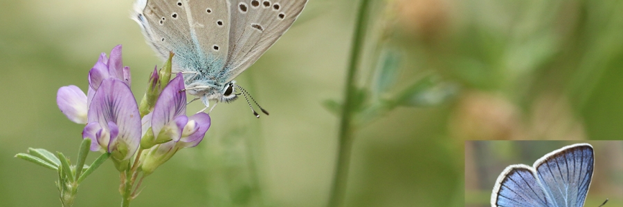 Çokgözlü Ağrı Mavisi (Polyommatus vanensis)