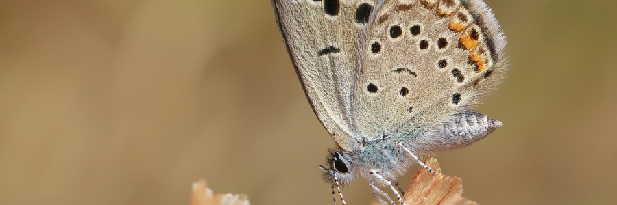 Anadolu Turanmavisi (Turanana endymion)