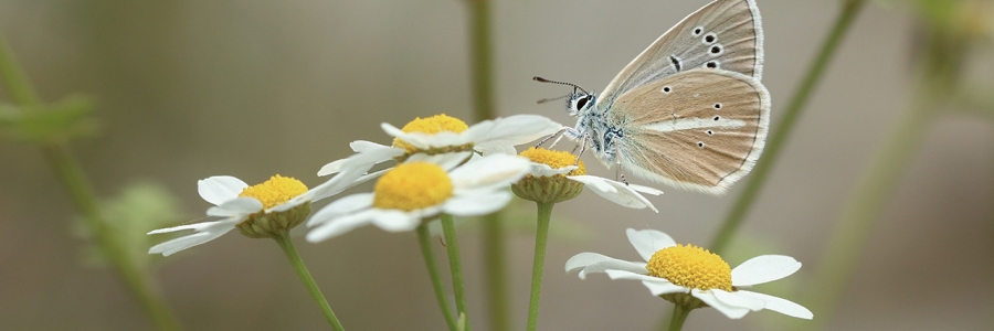 Çokgözlü Damonmavisi (Polyommatus damon)