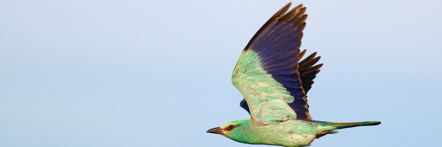 Gökkuzgun (Coracias garrulus)