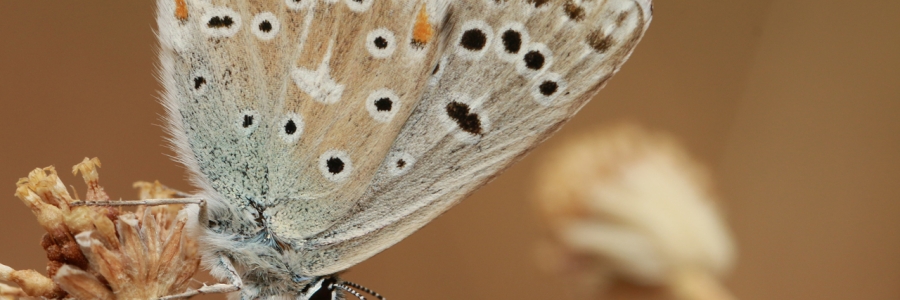 Çokgözlü Gökmavisi (Polyommatus bellargus)