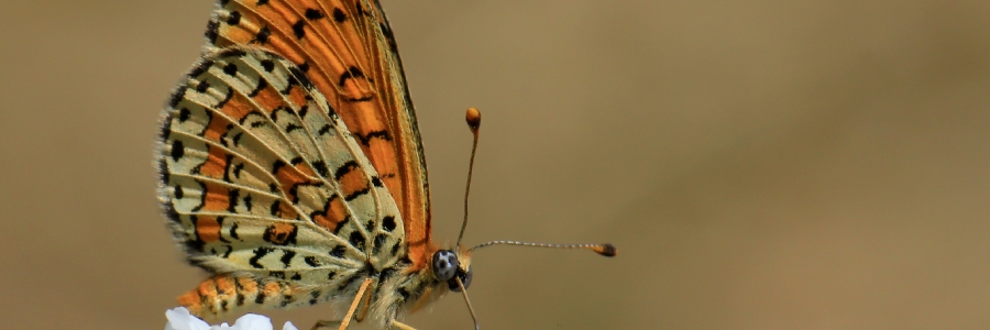 Güzel İparhan (Melitaea trivia)