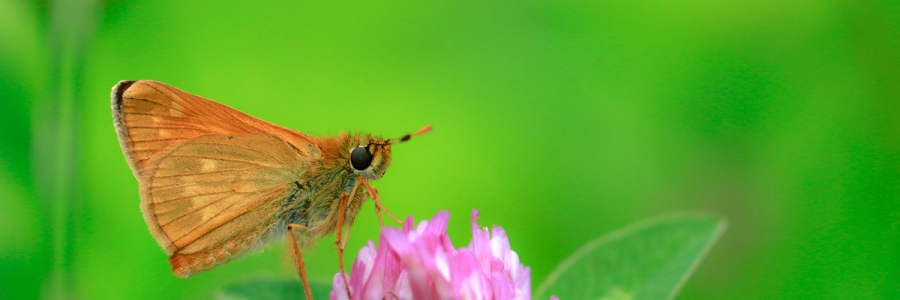 Orman Zıpzıpı (Ochlodes venatus)