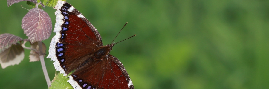 Sarı Bandlı Kadife (Nymphalis antiopa)