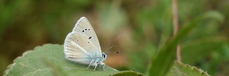 Tanker'in Çokgözlüsü (Polyommatus tankeri)