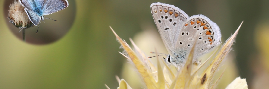 Torul Çokgözlüsü (Polyommatus torulensis)