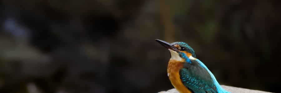 Yalıçapkını (Alcedo atthis)