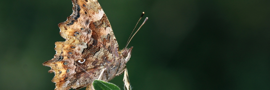 Yırtık Pırtık (Polygonia c-album)