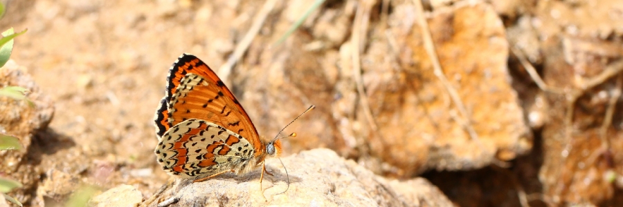 Kafkasyalı İparhan (Melitaea interrupta)